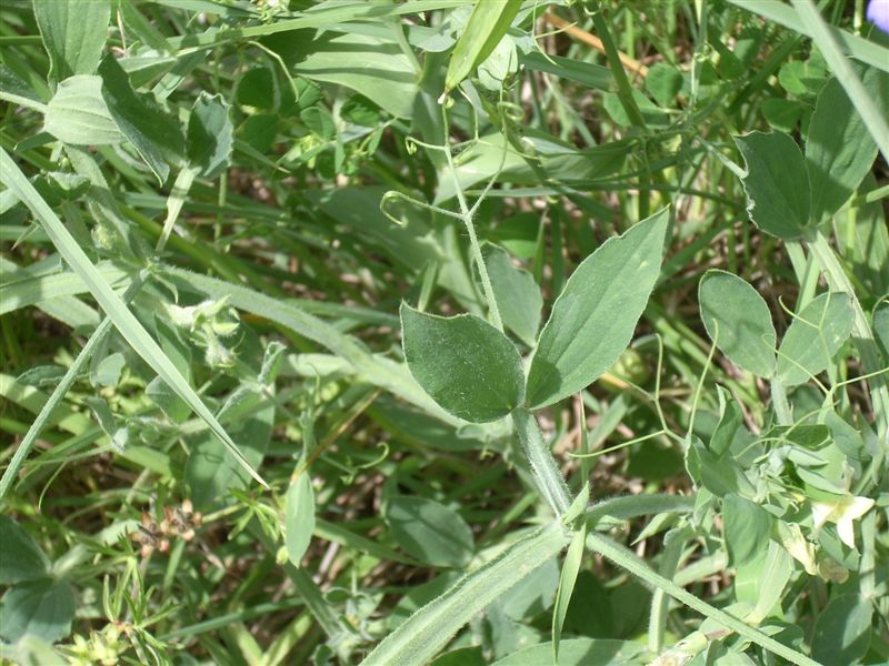 Lathyrus odoratus / Pisello odoroso